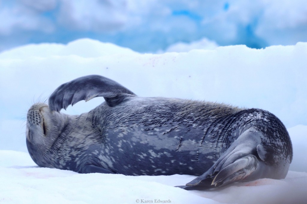 Weddell Seal