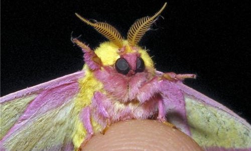 moth