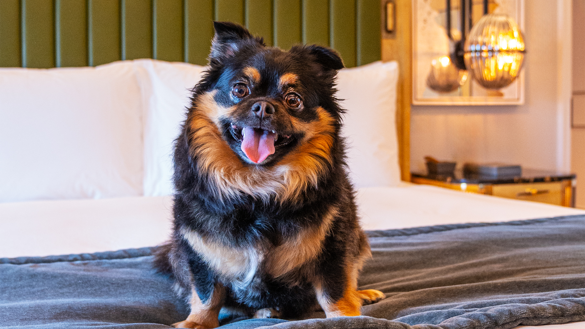 Freddie on the bed in the Mandarin Oriental Hyde Park suite