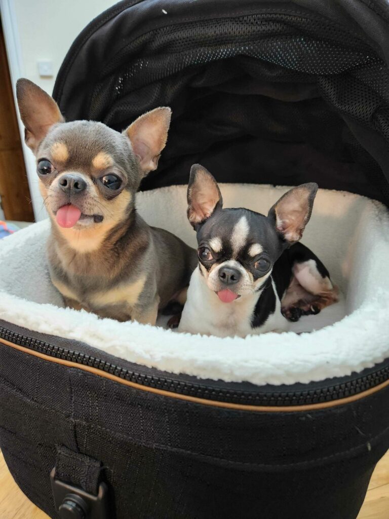 Two chihuahuas inside a dog carrier