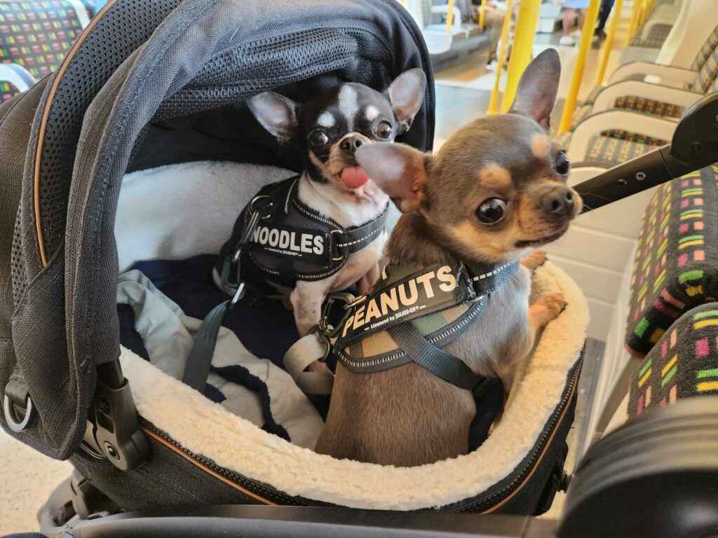 Two chihuahuas in a pet carrier on a Tube