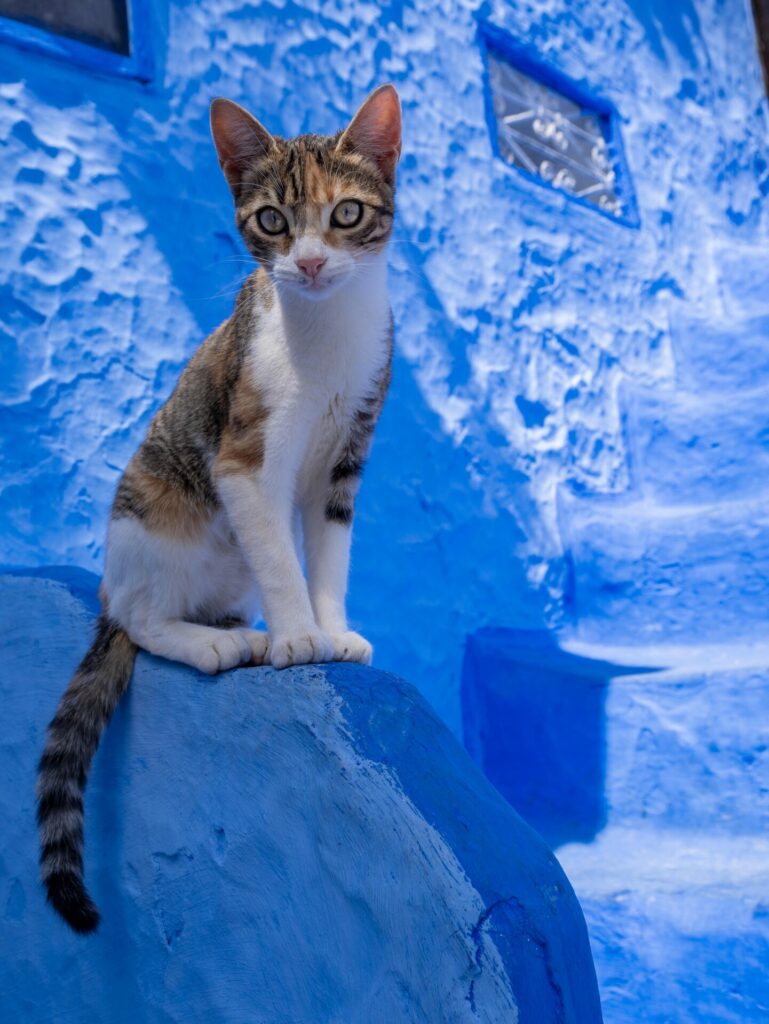 A cat in Chefchaouen