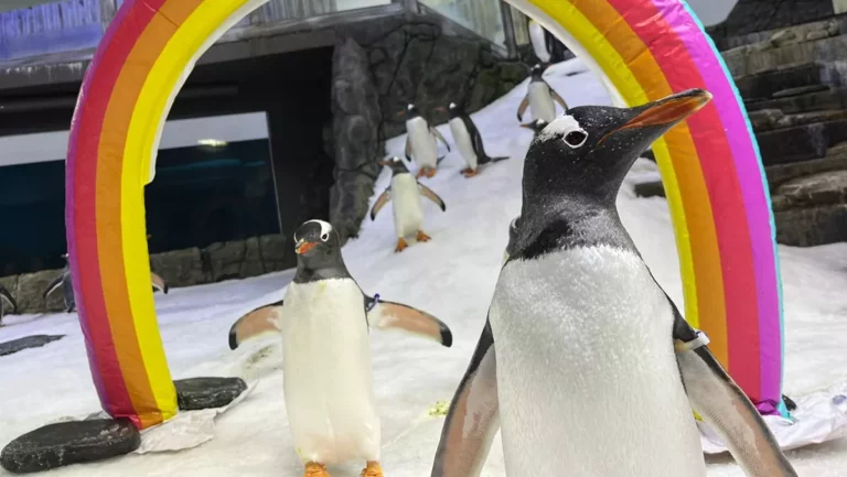 Two penguins under a rainbow arch