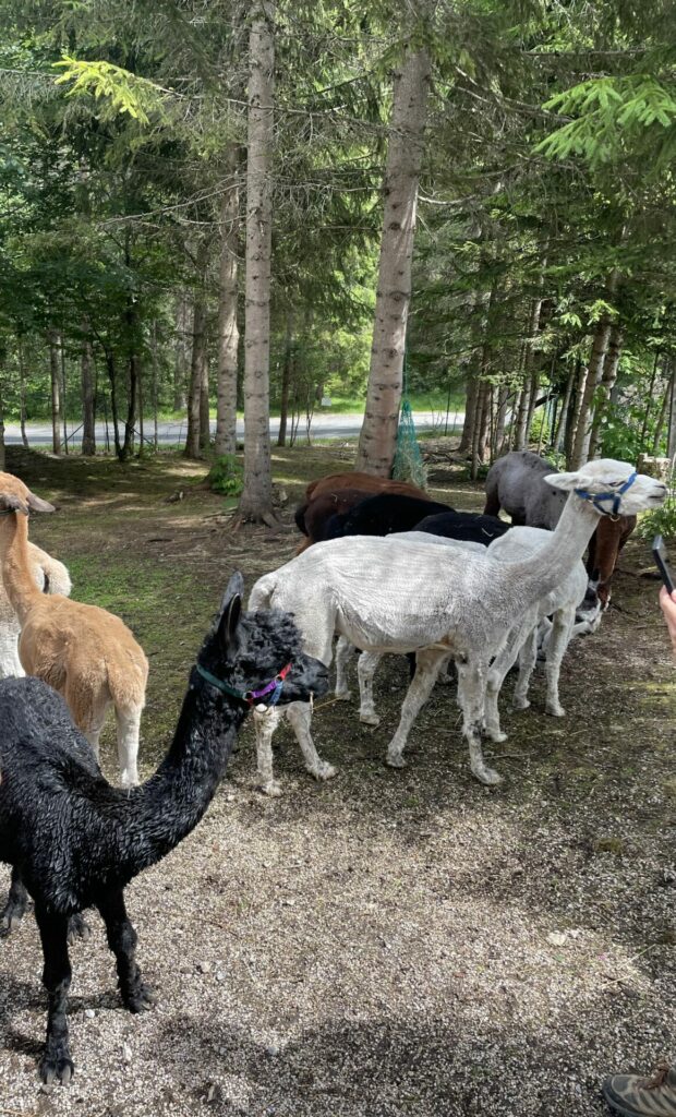 Alpacas at farm