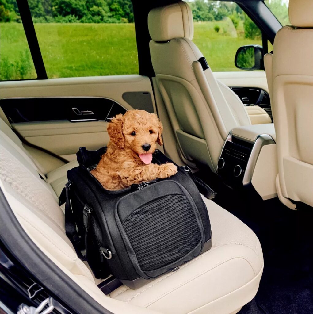 Tavo Dupree pet carrier with a small dog inside it in the back seat of a car